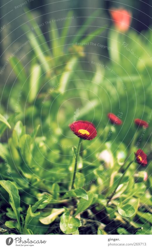 Bloß nicht verstecken Umwelt Natur Pflanze Frühling Schönes Wetter Blume Gras Blatt Blüte grün rot Komplementärfarbe klein zart Wachstum vertikal niedlich