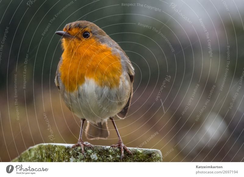 Frech guckendes Rotkehlchen wandern Natur Landschaft Klima Regen Garten Park Wiese Wald Menschenleer Tier Wildtier Vogel Flügel 1 beobachten fliegen authentisch