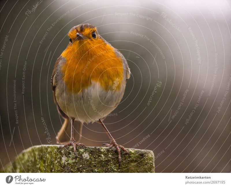 Rotkehlchen im Regen - mit frechem Blick Garten Natur Wasser Wassertropfen schlechtes Wetter Wald Tier Vogel Flügel 1 beobachten sitzen authentisch nass Neugier