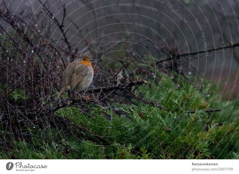 Rotkehlchen im Regen 3 Landschaft Ausflug Freiheit Umwelt Natur Wassertropfen schlechtes Wetter Sträucher Wald Tier Wildtier Vogel Flügel 1 beobachten Blick