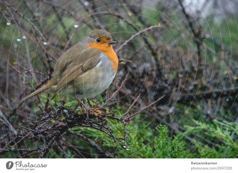 Rotkehlchen im Regen 2 Blickwechsel Umwelt Natur Landschaft Wassertropfen Tier Vogel Flügel 1 authentisch nass natürlich niedlich Stimmung Tierliebe Einsamkeit