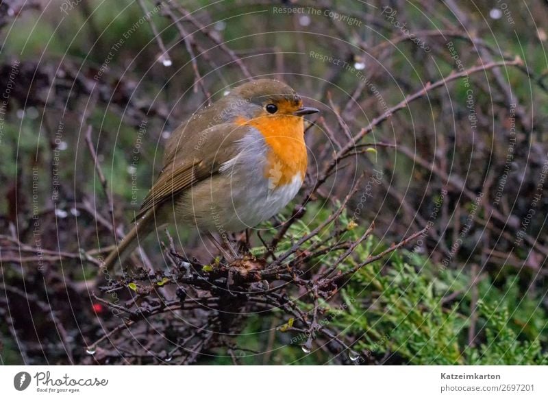 Rotkehlchen im Regen Natur Frühling schlechtes Wetter Garten Park Wald Tier Wildtier Vogel Flügel 1 beobachten Blick wandern authentisch Neugier niedlich wild