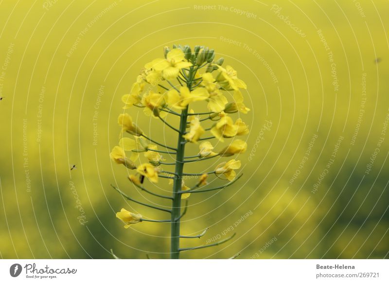 Sonnengelb Öl Raps Natur Frühling Pflanze Nutzpflanze Feld Blühend leuchten ästhetisch natürlich schön Gefühle Freude Wachstum Blüte Blume Rapsfeld Farbfoto