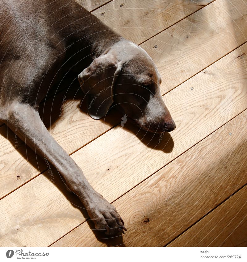 Mittagsruhe Tier Haustier Hund 1 Erholung liegen schlafen braun Zufriedenheit Müdigkeit Trägheit Dielenboden Flur Pfote Fell faulenzen bequem Farbfoto