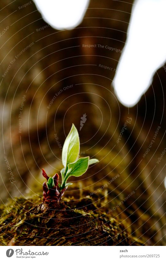 Durchsetzungsvermögem Frühling Pflanze Baum Blatt Blütenknospen Blühend Wachstum braun grün Kraft Willensstärke Beginn Farbfoto Gedeckte Farben Außenaufnahme