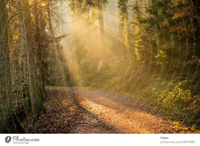 Sonnenstrahlen im Wald Erholung Winter Natur Wärme Baum hell weich Idylle Sport Wasser Wege & Pfade mystisch schön fantastisch Herbst Romantik geheimnisvoll