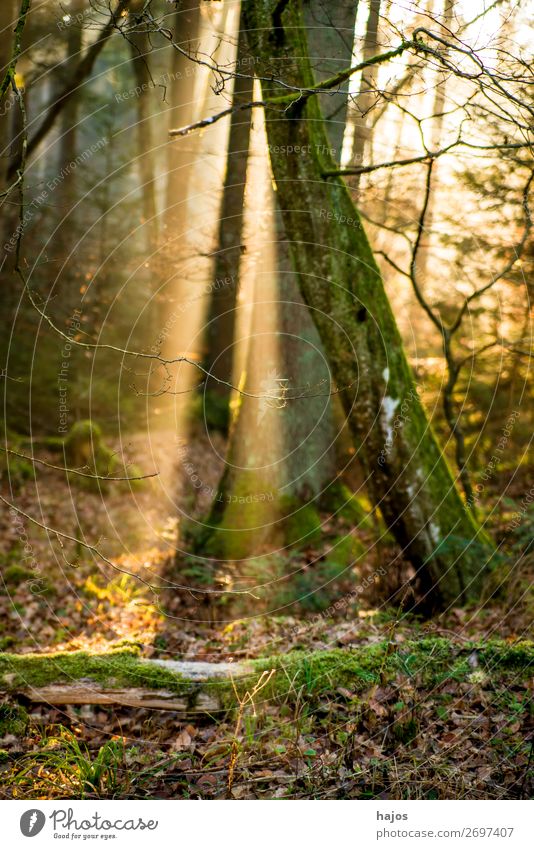 Sonnenstrahlen im Wald Erholung Winter Natur Wärme weich Idylle Spot strahlt Bäume leuchtend hell Lichterscheinung erleuchtet mystisch märchenhaft geheimnisvoll