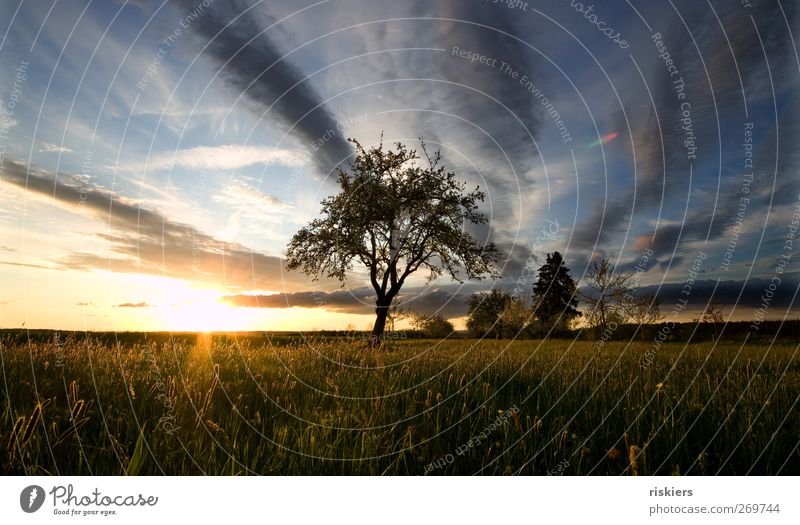 abendgold Umwelt Natur Landschaft Himmel Sonnenaufgang Sonnenuntergang Sonnenlicht Frühling Sommer Baum Gras Wiese Feld ruhig Farbfoto Außenaufnahme