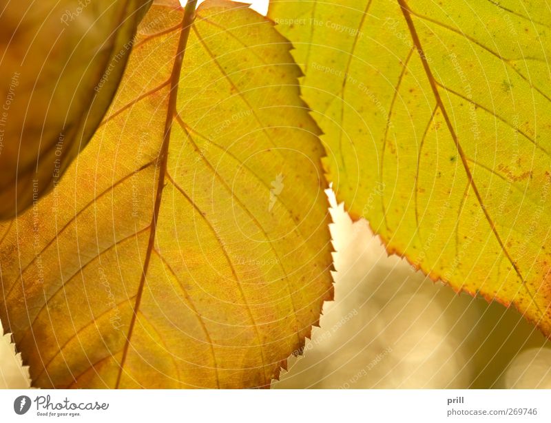 vibrant colored autumn leaves Natur Pflanze Herbst Baum Blatt Wachstum dünn natürlich Idee Vergänglichkeit Wandel & Veränderung blattfall herbstblattfarbe