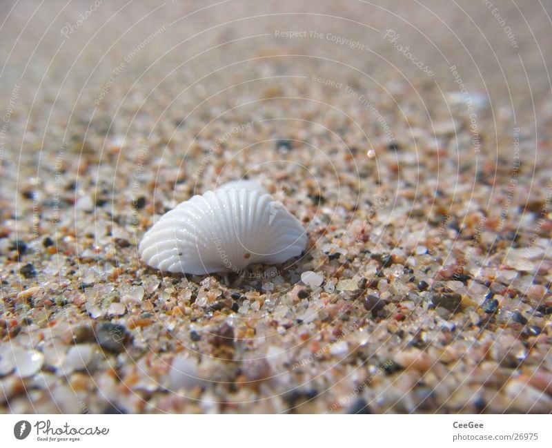 am Strand Muschel Korn Quarz weiß Spanien Sand Stein Makroaufnahme Detailaufnahme Nahaufnahme