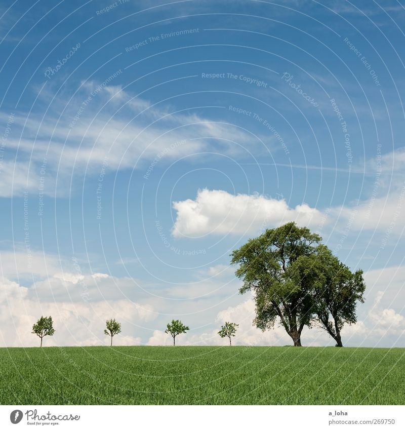 most4tel Natur Landschaft Himmel Wolken Frühling Schönes Wetter Baum Gras Nutzpflanze Feld Holz blau grün Ordnung rein Ferne Umwelt Wachstum Farbfoto