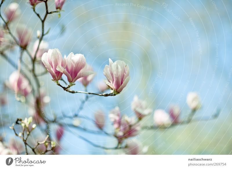 Magnolien Natur Pflanze Himmel Frühling Blume Blüte Nutzpflanze Magnolienbaum Magnolienblüte Blühend Duft Wachstum frisch schön blau grün rosa Idylle träumen