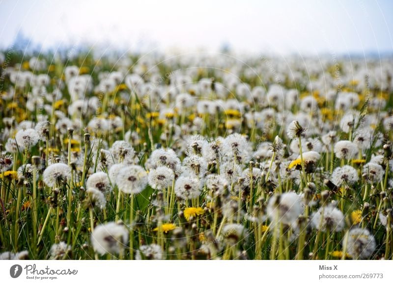 Windstill Natur Pflanze Sommer Blume Blüte Wiese verblüht filigran Löwenzahn Samen Feld Farbfoto Außenaufnahme Menschenleer Textfreiraum oben