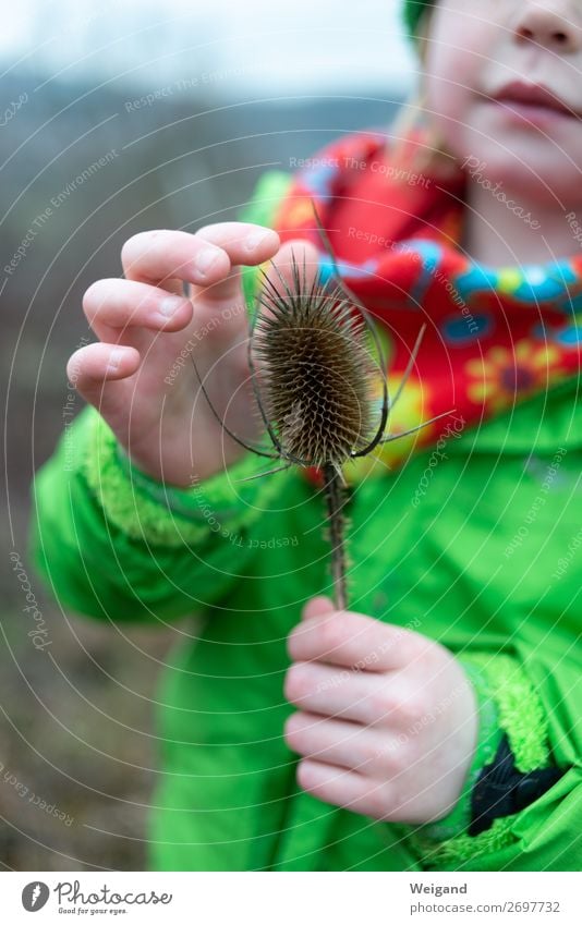 Distelglück Kind Mädchen 3-8 Jahre Kindheit beobachten Kindergarten wandern Ausflug Farbfoto Außenaufnahme