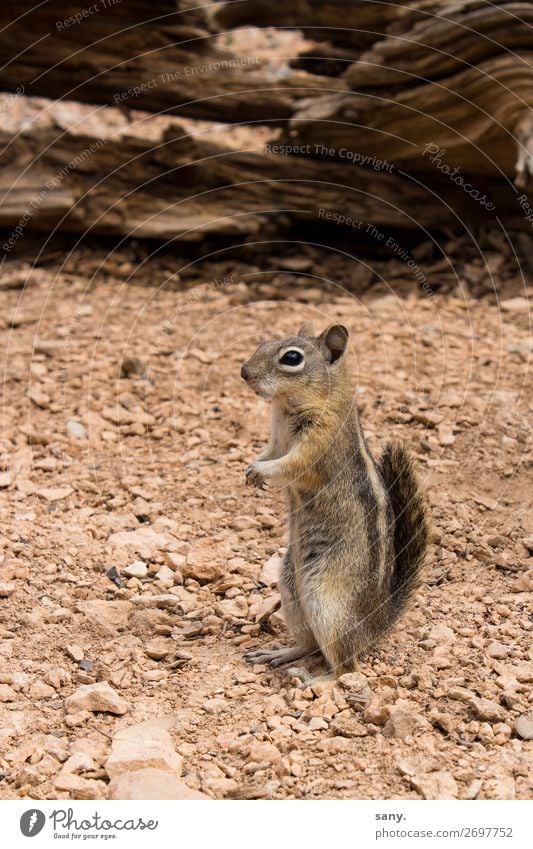 crazy Chipmunk Natur Erde Sand Dürre Schlucht Tier Wildtier Streifenhörnchen 1 beobachten entdecken hören warten frech klein nah Neugier niedlich braun achtsam