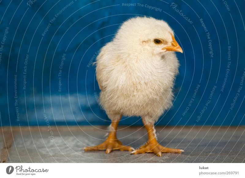 Gelbes Huhn Nutztier Vogel Tiergesicht 1 Tierjunges authentisch schön klein dünn blau gelb orange Stimmung Vorsicht Gelassenheit Farbfoto Nahaufnahme