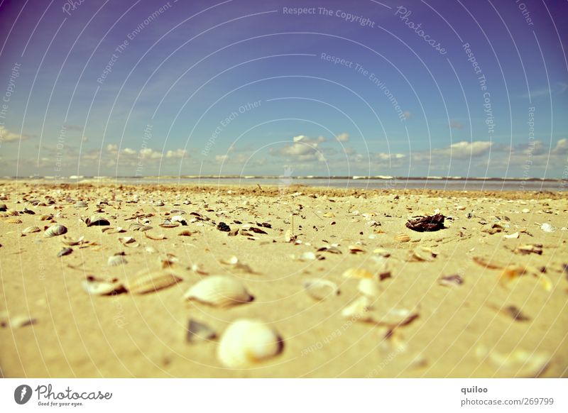 Muscheln am Strand Sommer Sommerurlaub Sand Himmel Wolken Küste Nordsee trocken viele unordentlich chaotisch Horizont Ferne Bruchstück Hülle Kalk Farbfoto