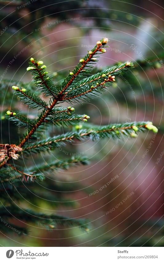 Fichtenzweig fichtennadeln Fichtenzapfen dunkelgrün duftend Zweig Nadelwald Duft frisch aromatisch Waldstimmung waldbaden Wohlgefühl Mai nah Fichtenwald