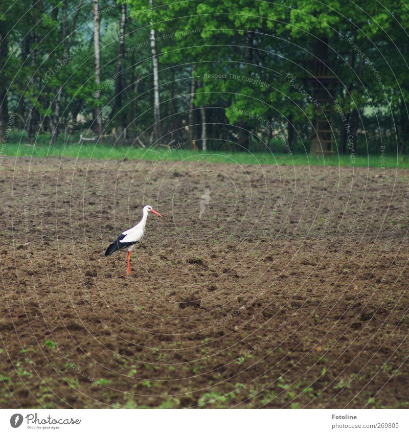 Happy Birthday Bellaluna!! Umwelt Natur Landschaft Pflanze Tier Urelemente Erde Frühling Baum Feld Wald Wildtier Vogel 1 hell natürlich Storch Nahrungssuche