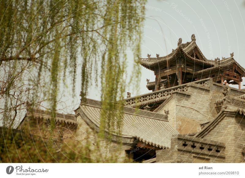 lebensraum Wolkenloser Himmel Frühling Pflanze Baum Park pingyao China Kleinstadt Stadtzentrum Altstadt Skyline bevölkert Haus Hütte Palast Burg oder Schloss