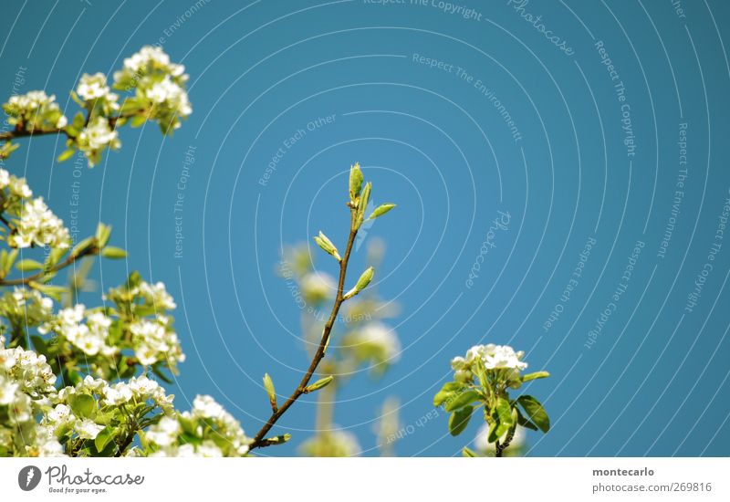 Ganz oben... Umwelt Natur Pflanze Himmel Wolkenloser Himmel Sonne Sonnenlicht Frühling Schönes Wetter Baum Sträucher Blatt Blüte Grünpflanze Wildpflanze Garten