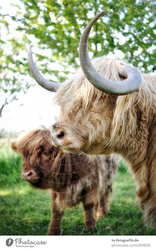 We are family! Umwelt Natur Frühling Sommer Baum Gras Tier Kuh Tiergesicht Schottisches Hochlandrind Horn 2 Herde Tierjunges Tierfamilie natürlich braun grün