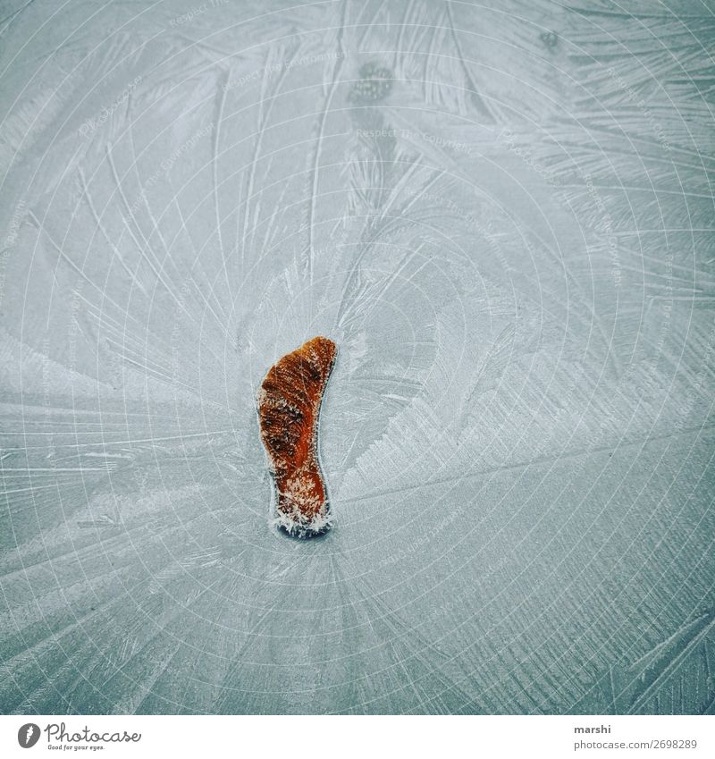 vereist Garten Natur Pflanze Sträucher Blatt Stimmung Ahorn Eis Winter gefroren kalt blau Frost Wetter Farbfoto Außenaufnahme Nahaufnahme Detailaufnahme