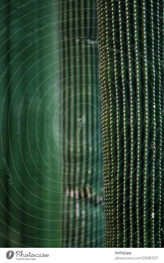 zimmerpflanze Umwelt Natur Pflanze Tier Grünpflanze Topfpflanze exotisch grün Kaktus Kakteenstacheln Stachel Dorn Spitze Zisterne trocken Wärme Photosynthese