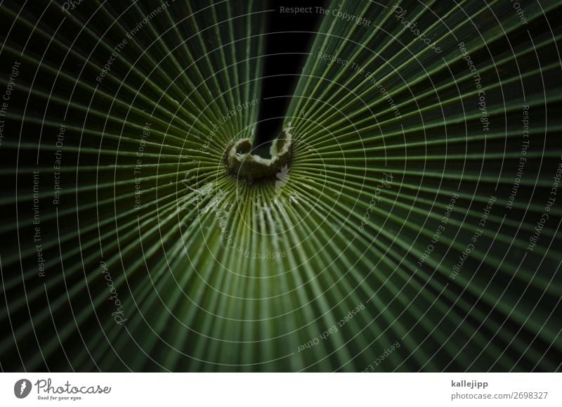 dschungelcamper Umwelt Natur Pflanze Tier Klima Baum Blatt grün Palme Palmenwedel Strukturen & Formen Linie abstrakt Urwald Stern strahlenförmig Mitte