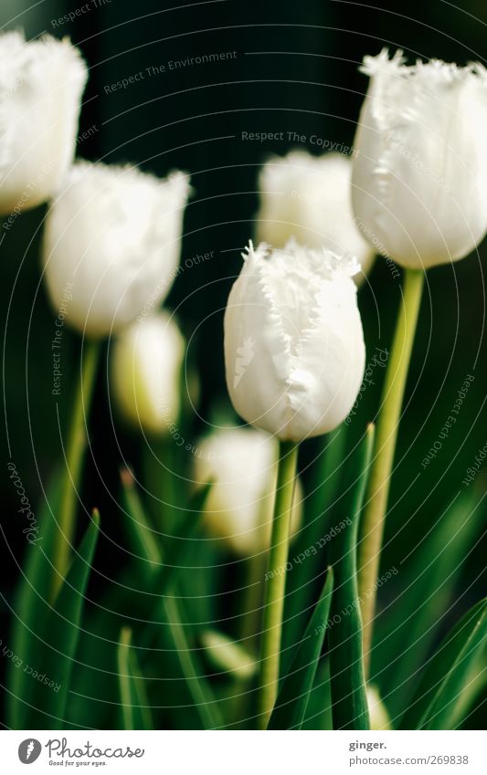 Ein paar Tulpen zum Geburtstag für Fotoluna und Bellaline Umwelt Natur Pflanze Frühling Blume Blatt Blüte ästhetisch authentisch Duft dunkel hell schön