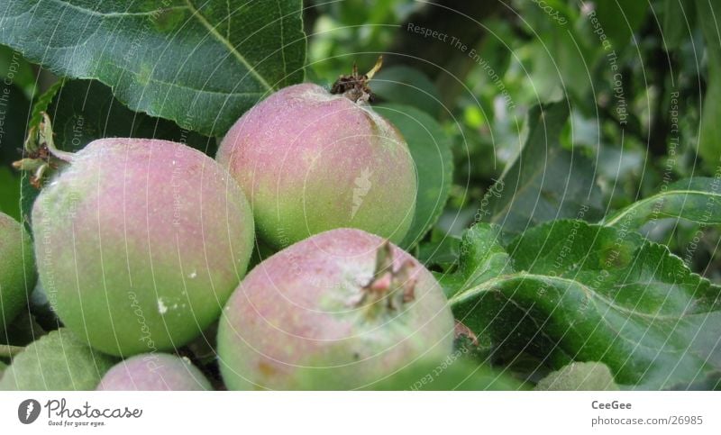 Apfeltrio 3 rot grün Blatt Pflanze Baum rosa nass feucht Nahaufnahme Makroaufnahme Detailaufnahme Frucht Wassertropfen Regen Natur