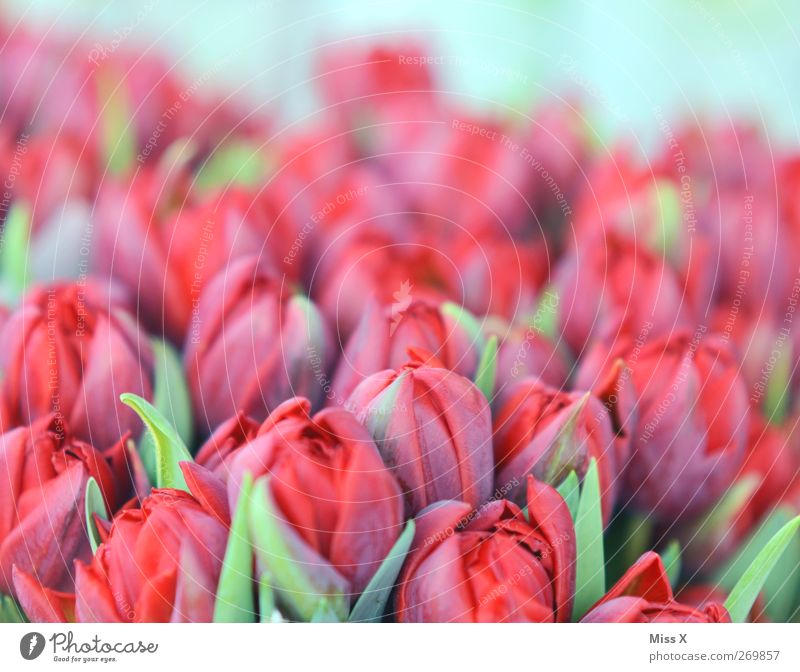 zartes rot Pflanze Frühling Blume Tulpe Blüte Blühend Duft Tulpenfeld Blumenstrauß Pastellton Farbfoto Nahaufnahme Muster Menschenleer Textfreiraum oben