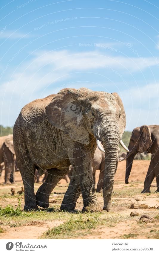 Elefant im addo elephant national park Rüssel Porträt Herde Nationalpark Südafrika Stoßzähne Elfenbein ruhig majestätisch wertvoll Safari Natur Außenaufnahme