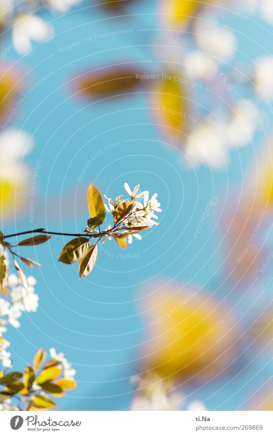 Blütenfokus Natur Himmel Wolkenloser Himmel Frühling Schönes Wetter Baum Sträucher Felsenbirne Blühend Duft leuchten hell Frühlingsgefühle Farbfoto mehrfarbig