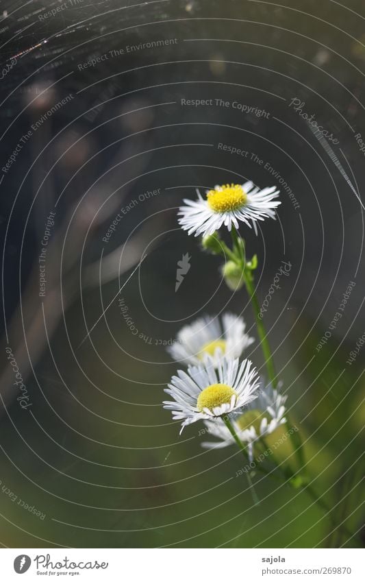 gänseBlümchen Umwelt Natur Pflanze Blume Blüte Gänseblümchen Blühend ästhetisch gelb weiß Farbfoto Außenaufnahme Nahaufnahme Menschenleer Textfreiraum links