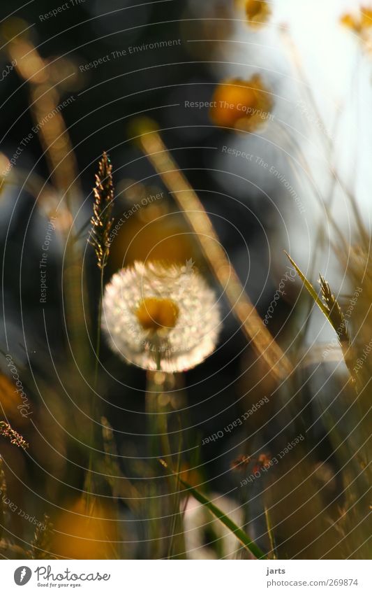 träumer Umwelt Natur Pflanze Frühling Sommer Blume Gras Blüte Wiese natürlich Zufriedenheit Vorsicht Gelassenheit ruhig Idylle Löwenzahn Farbfoto Außenaufnahme