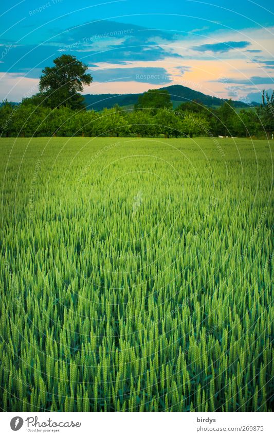 Abendstimmung in der Hohenlohe Landwirtschaft Forstwirtschaft Natur Landschaft Wolken Sonnenaufgang Sonnenuntergang Sommer Baum Nutzpflanze Berge u. Gebirge