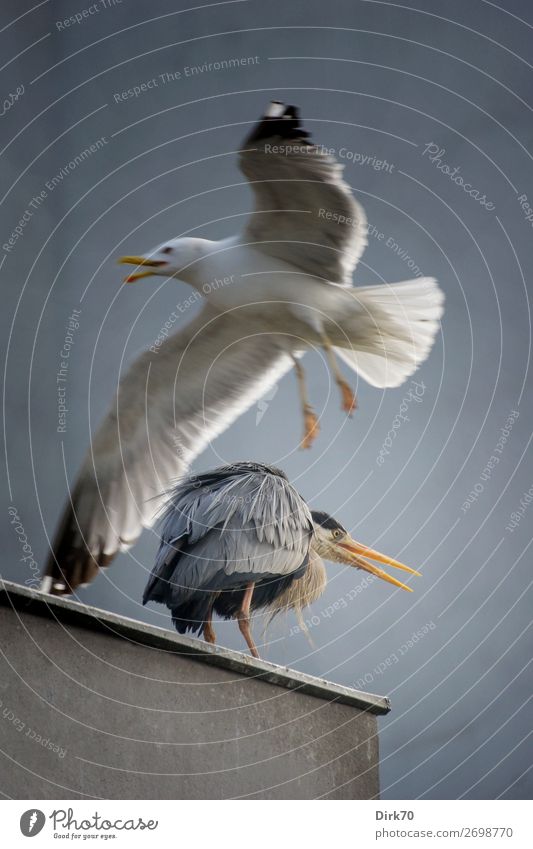 Unexpected Fly By Umwelt Natur Sonnenlicht Schönes Wetter Istanbul Türkei Hafenstadt Stadtzentrum Haus Mauer Wand Dach Tier Wildtier Vogel Flügel Vorbeiflug