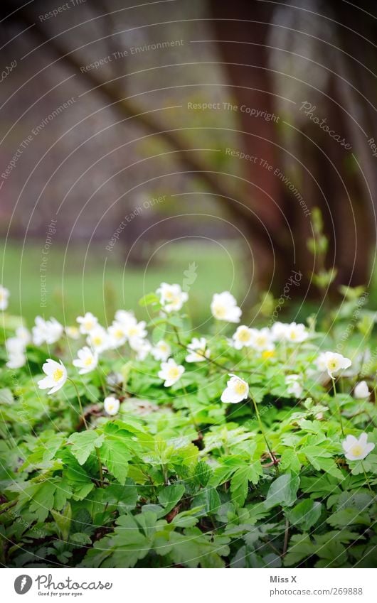 Buschwindröschen Pflanze Frühling Blume Blatt Blüte Wildpflanze Park Wiese Blühend Duft weiß Farbfoto Außenaufnahme Menschenleer Schwache Tiefenschärfe