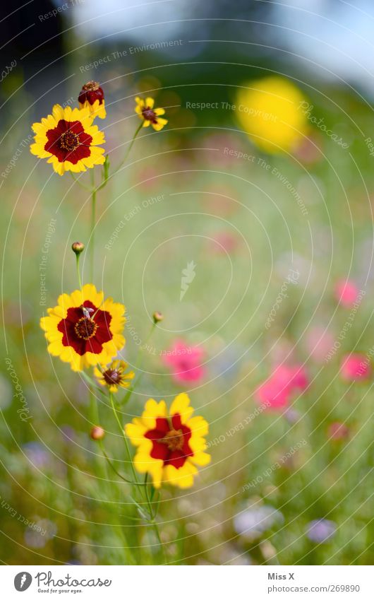 Blümchenwiese Natur Pflanze Frühling Sommer Blume Blüte Garten Wiese Blühend Duft Blumenwiese Farbfoto mehrfarbig Außenaufnahme Nahaufnahme Menschenleer