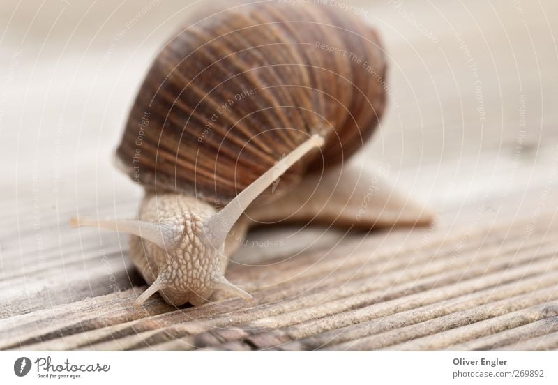 Weinbergschnecke auf Holz Tier Schnecke 1 berühren klein nah nass natürlich ruhig Trägheit Feigheit Farbfoto Gedeckte Farben Außenaufnahme Nahaufnahme