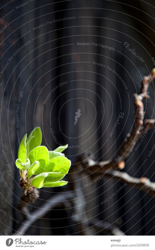 Farbtupfer Umwelt Natur Frühling Sommer Schönes Wetter Pflanze Baum Blatt grün Ast Farbfoto Außenaufnahme Nahaufnahme Detailaufnahme Makroaufnahme Menschenleer