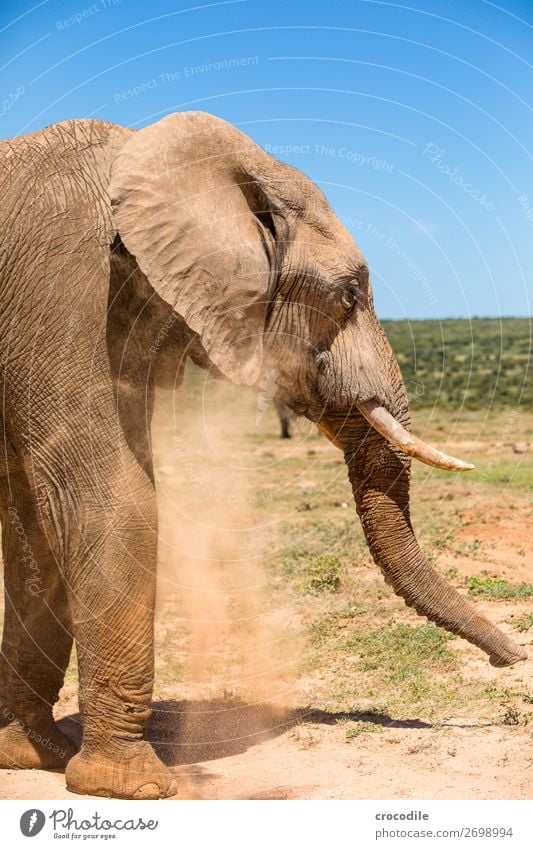 # 842 Elefant Koloss Herde Südafrika Nationalpark Schutz friedlich Natur Rüssel Säugetier bedrohlich aussterben Elfenbein Großwild Big 5 Sträucher Wasserstelle