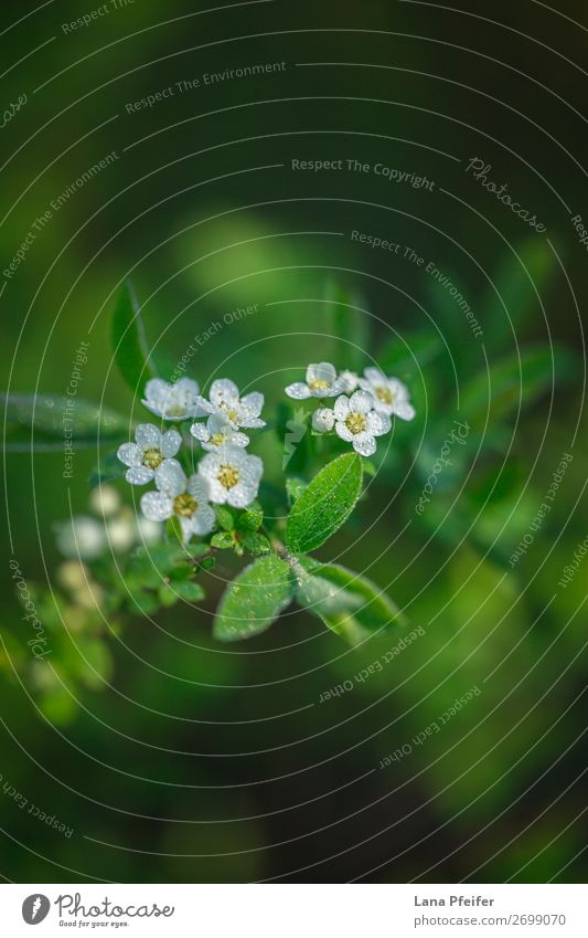 Morgens Sonnenlicht und Blätter elegant Stil Design Natur Landschaft Pflanze Wassertropfen Himmel Frühling Sommer Schönes Wetter Baum Blume Blatt Garten Park