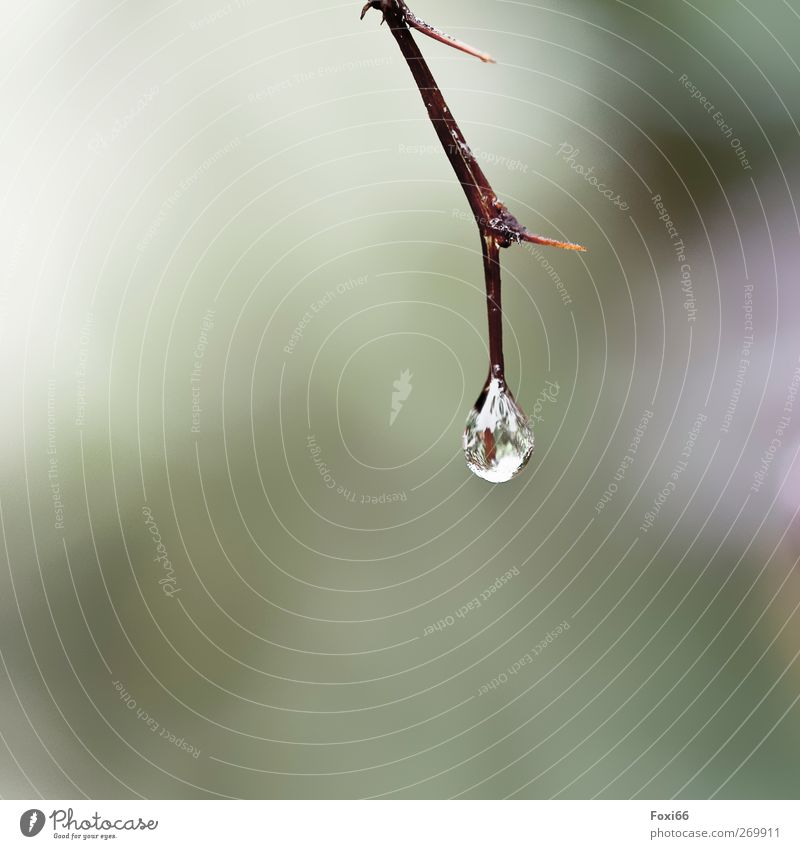 nach dem Regen Natur Wasser Wassertropfen Frühling Klima Wildpflanze Feld Holz Tropfen authentisch Flüssigkeit glänzend kalt nass natürlich Sauberkeit braun