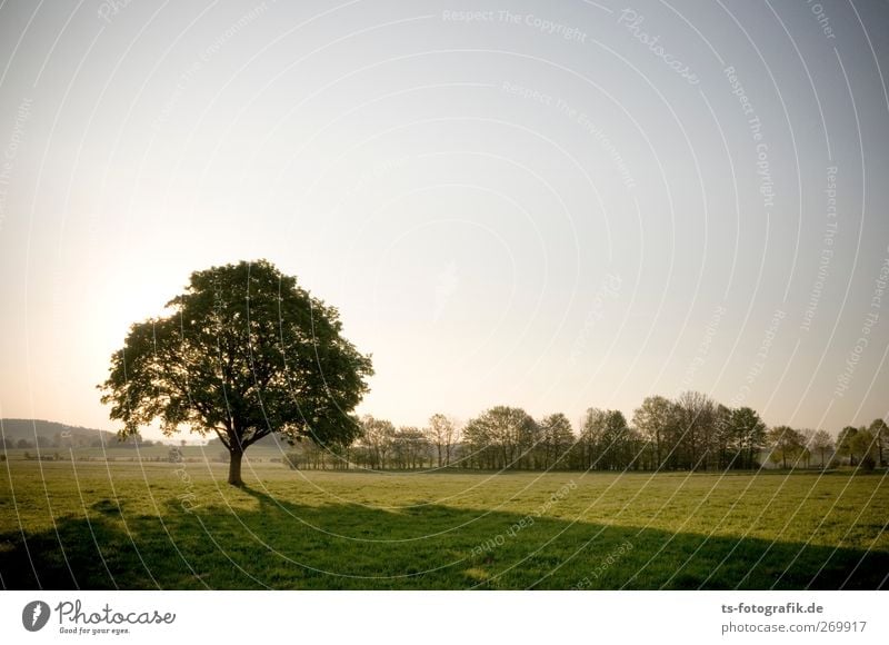 Naturalien Umwelt Landschaft Himmel Wolkenloser Himmel Sonne Sonnenaufgang Sonnenuntergang Sonnenlicht Frühling Sommer Klima Schönes Wetter Pflanze Baum Gras