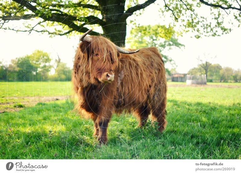 Wo bitte geht's hier nach Schottland? Umwelt Natur Sonne Frühling Sommer Baum Gras Grünpflanze Nutzpflanze Wiese Feld Tier Nutztier Kuh