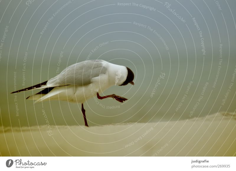 Möwe Umwelt Natur Landschaft Tier Küste Strand Ostsee Wildtier Vogel Lachmöwe 1 gehen außergewöhnlich natürlich niedlich Stimmung Leben Farbfoto Außenaufnahme