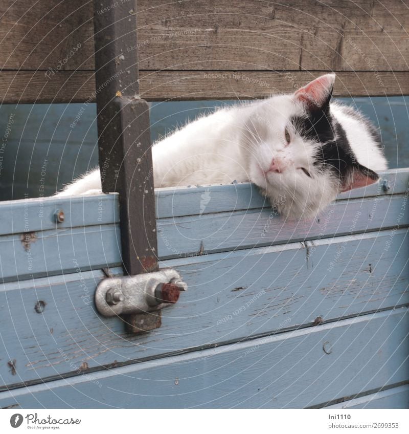 Katze, schwarz weiß 1 Tier Holz Metall blau braun grau rosa silber Hauskatze Kuscheln Wohlgefühl faulenzen Schnurren Schwarzweißfoto betteln Streicheln liegen