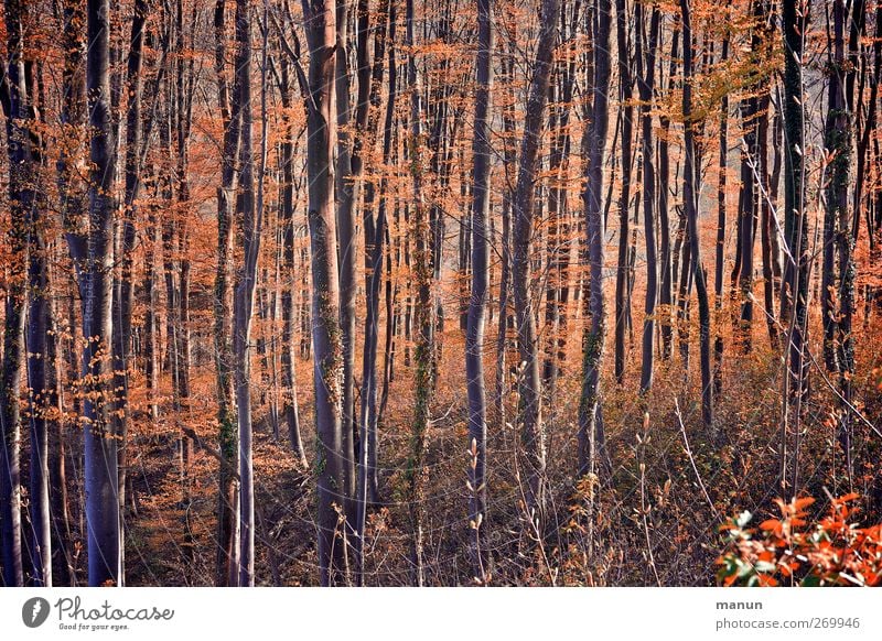 Wald Natur Landschaft Herbst Baum Laubwald herbstlich Herbstfärbung orange Farbfoto Gedeckte Farben Außenaufnahme Menschenleer Tag Kontrast Sonnenlicht